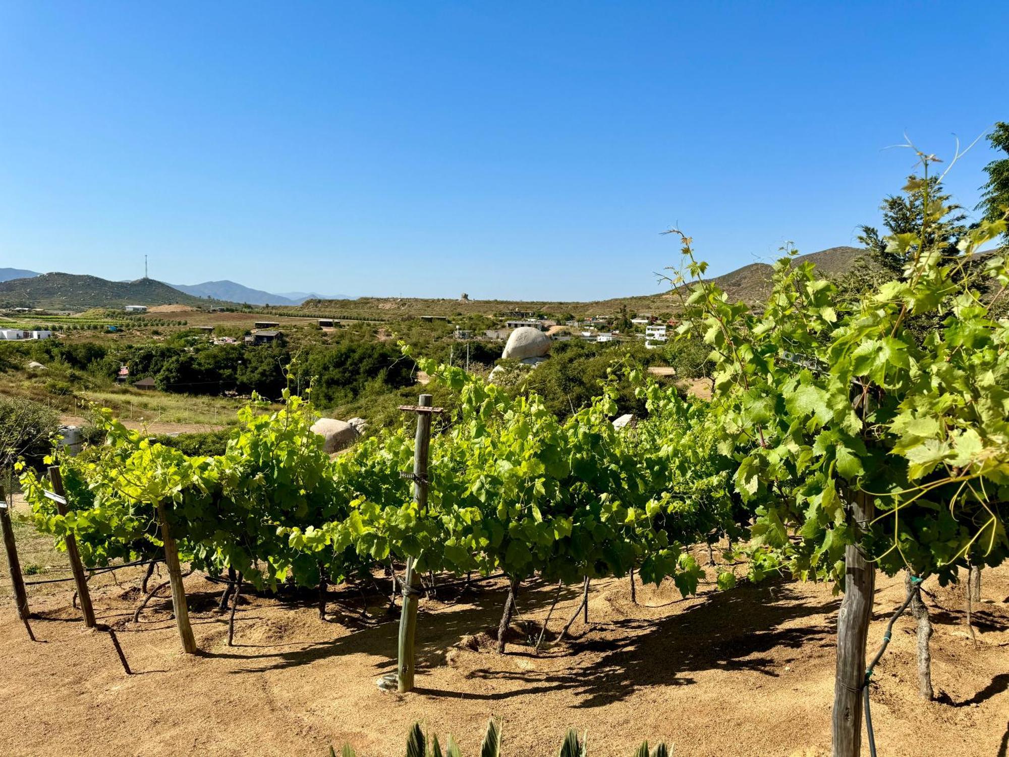Cabanas Colibri Valle de Guadalupe Exteriér fotografie